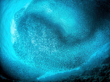 Poster Schooling sardines