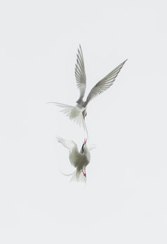 Poster Tern