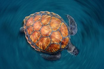 Poster Spin Turtle