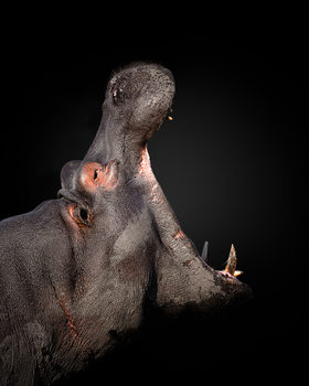 Poster Eat the World