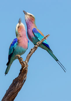 Poster Flirting Rollers