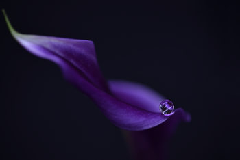 Poster Kala`s pearl lll