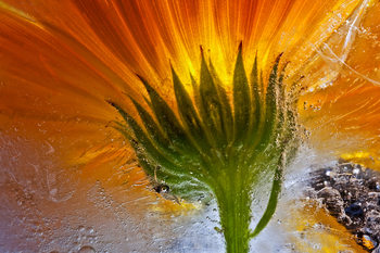 Poster Frozen Marigold