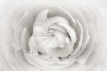 Plakat Ranunculus