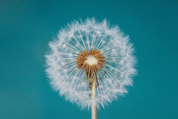 Poster Dandelion