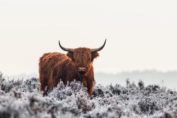 Плакат Highlander