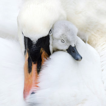 Poster A Mothers Love