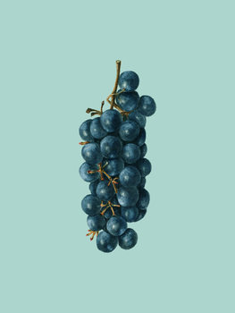 Poster grapes