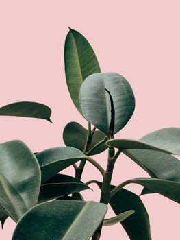 Plakat pinkpalm2