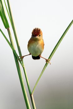 Poster Kung Fu Master