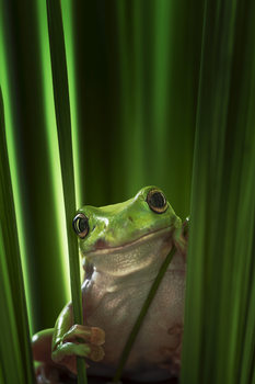 Poster Green Frog