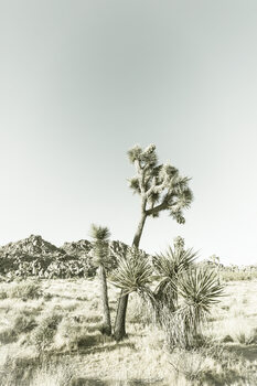 Poster Vintage Joshua Trees