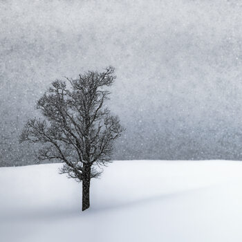 Poster LONELY TREE Idyllic Winterlandscape