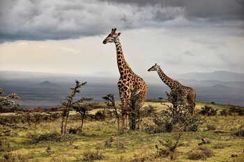 Poster Giraffe