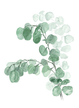 Poster Watercolor silver dollar eucalyptus