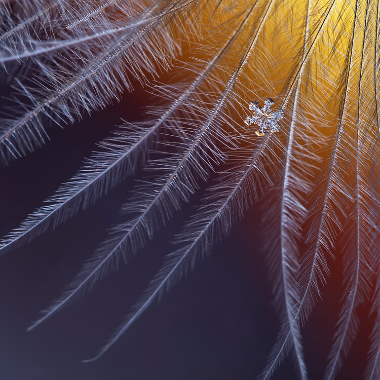 Poster Ice and flame