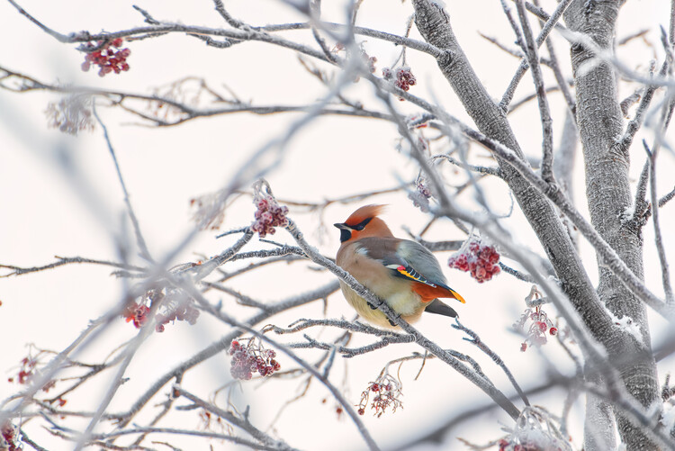 Canvas Print Waxwing