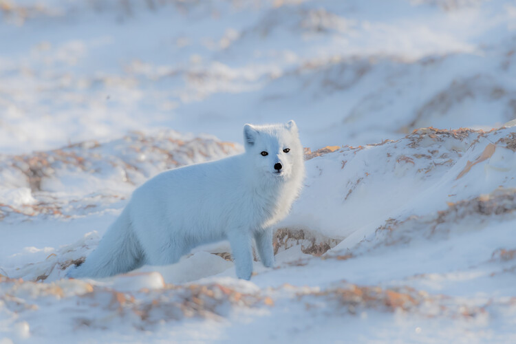Canvas Print Arctic fox