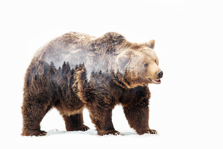 Poster Bear