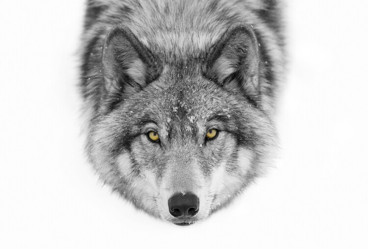 Canvas Print Yellow eyes - Timber Wolf