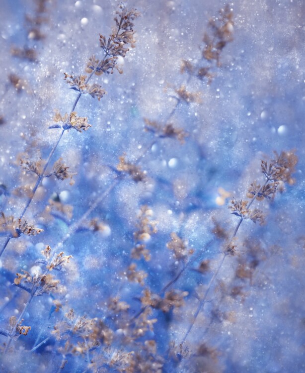 Poster Early Winter