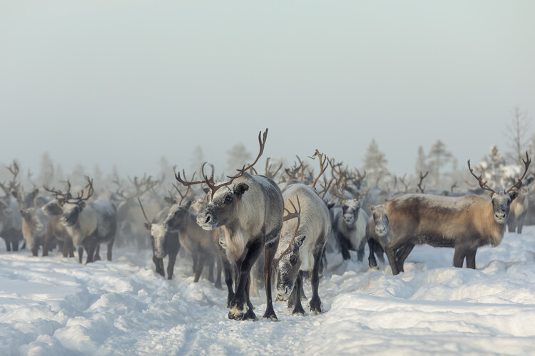 Poster Reindeers