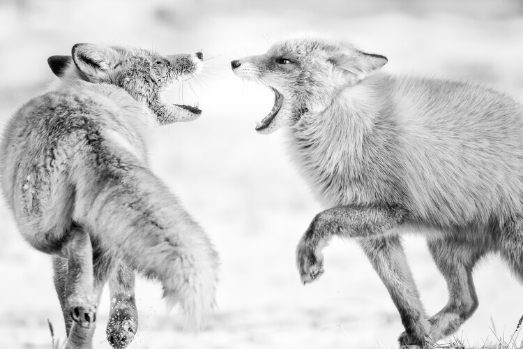 Canvas Print Winter dream 2