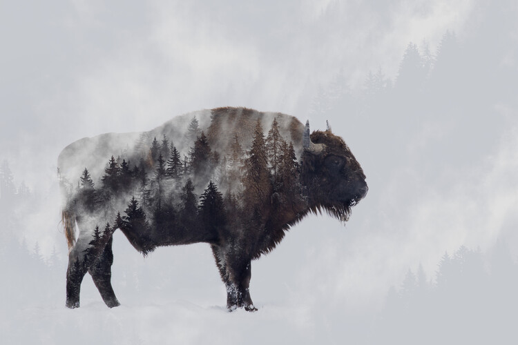 Poster Bison - Double Exposure