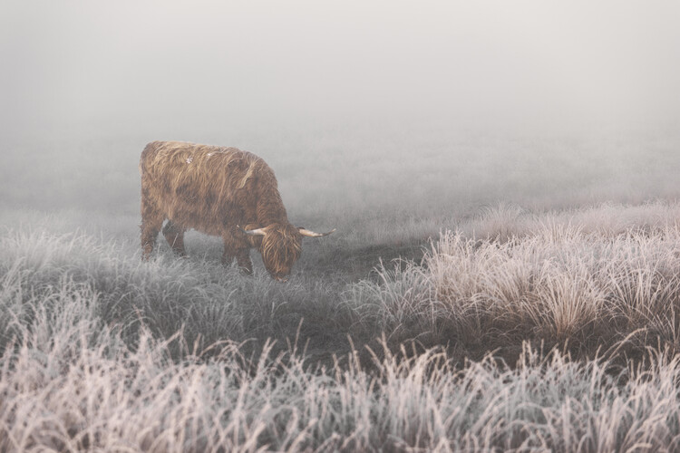 Levně Plakát, Obraz - Highlander in White Grass, Jaap van den, 40 × 26.7 cm