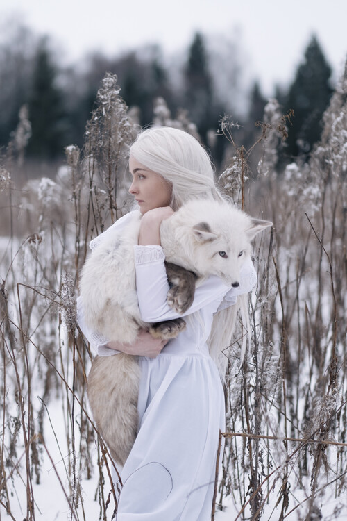 Levně Plakát, Obraz - Snow fox, Olga Barantseva, 26.7 × 40 cm