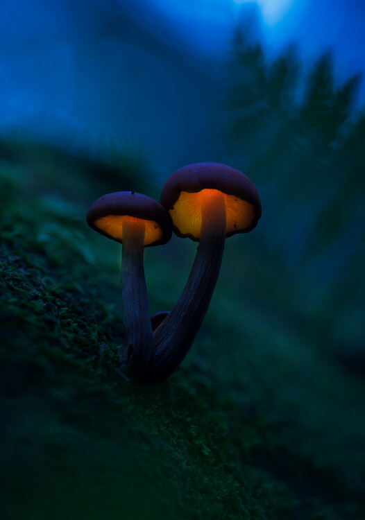 Levně Plakát, Obraz - Glowing mushrooms, Kirill Volkov, 26.7 × 40 cm