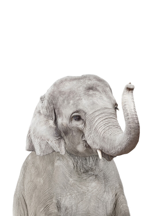 Poster Elephant 2