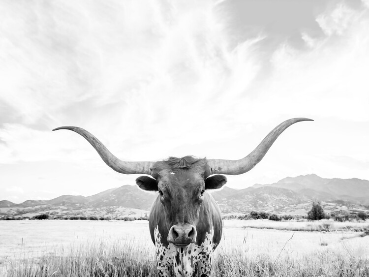 Poster Longhorn texas