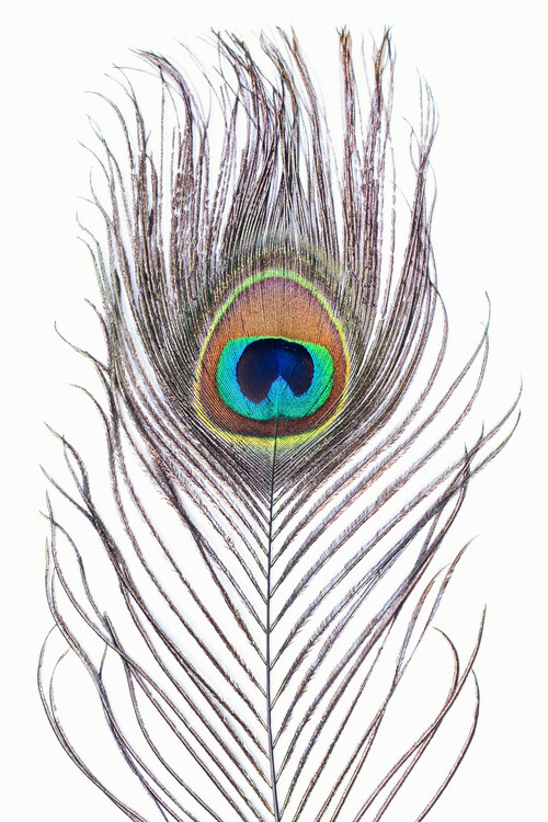 Sticker Peacock feather