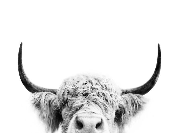 Poster Peeking cow bw