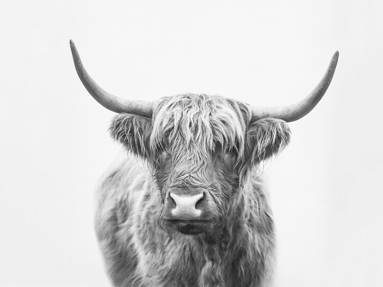 Poster Highland bull