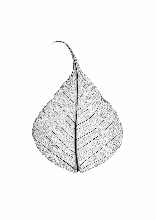 Poster Skeleton leaf