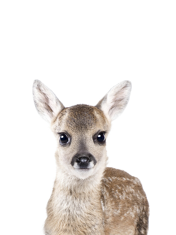 Poster Deer 1