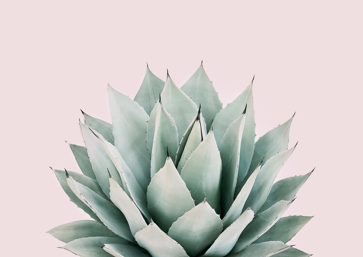Poster Blushing succulent