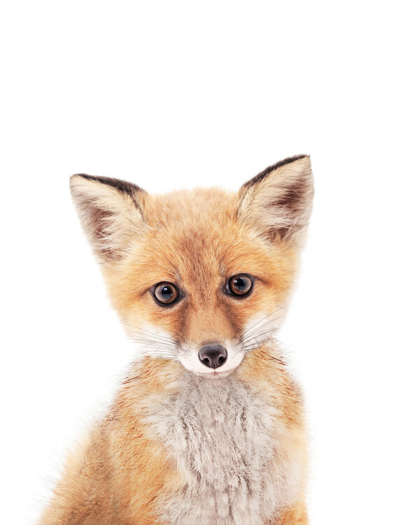 Poster Fox 1