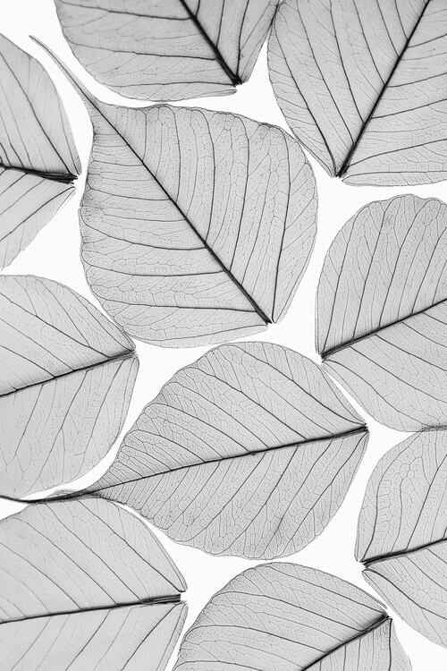 Poster Skeleton leaf ii