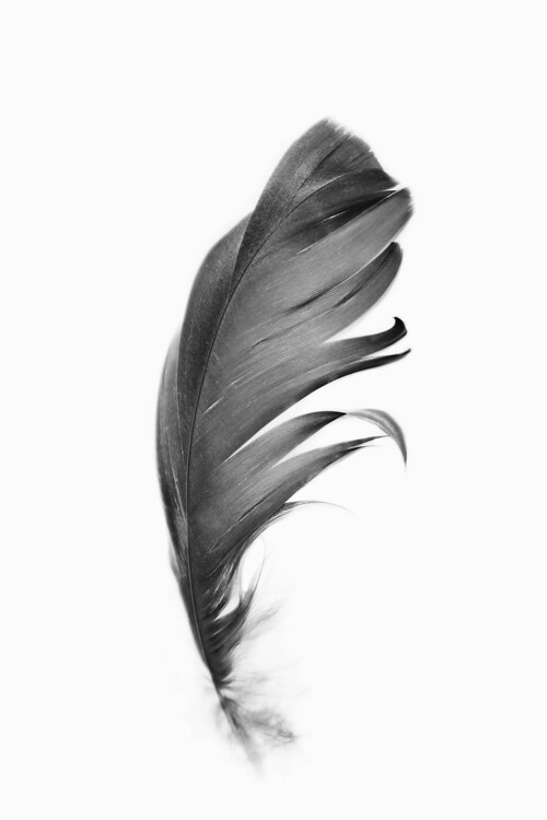 Poster Black feather