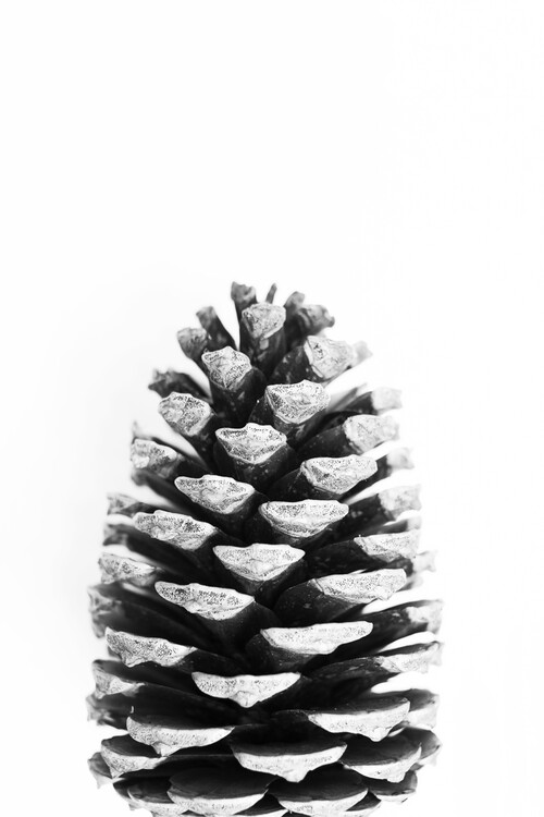 Poster Pinecone