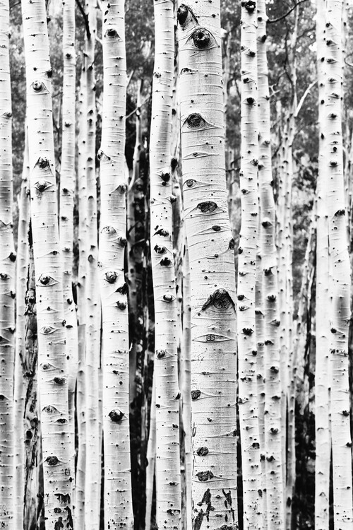 Poster Birch trunks