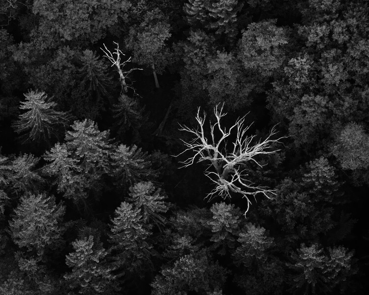 Levně Plakát, Obraz - dead trees, Emil Licht, 40 × 30 cm