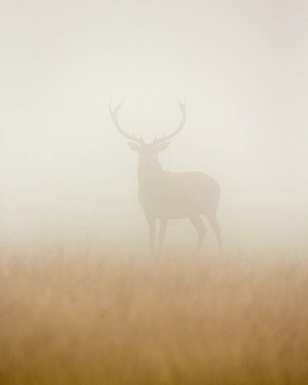 Canvas Print Ghost Stag