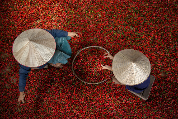 Levně Plakát, Obraz - Chilli, sarawut intarob, 40 × 26.7 cm