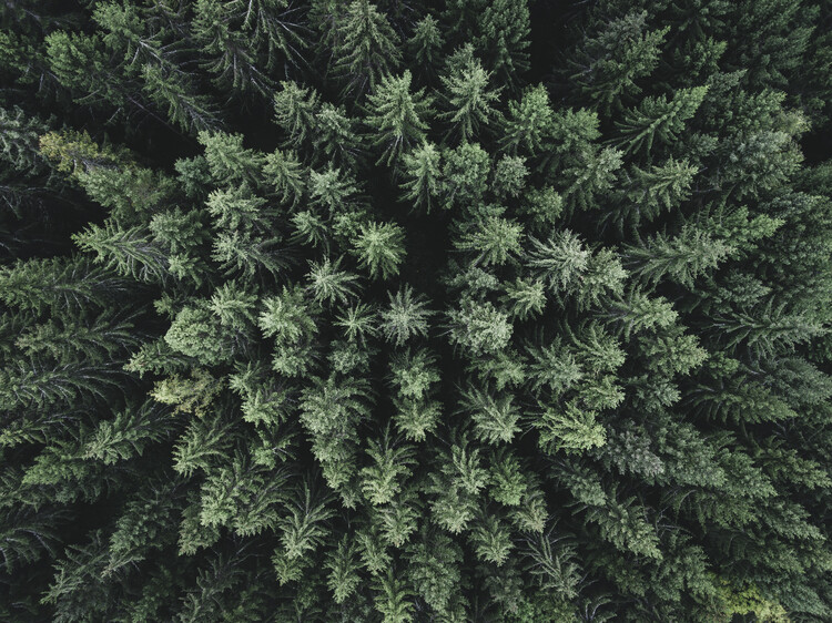 Canvas Print Moody forest from above