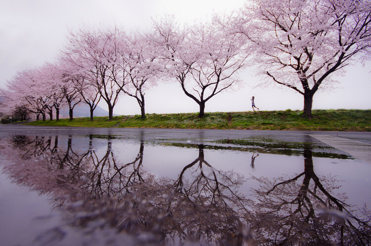 Плакат Rain of spring