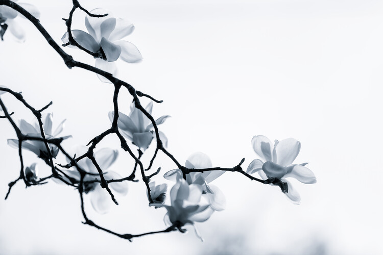 Poster The White Queen